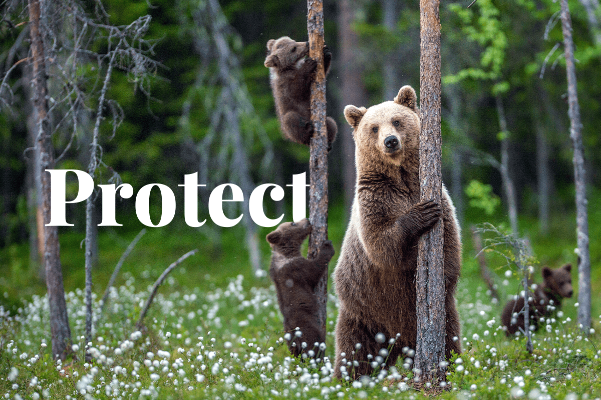 7 Strategies For Protecting Wildlife